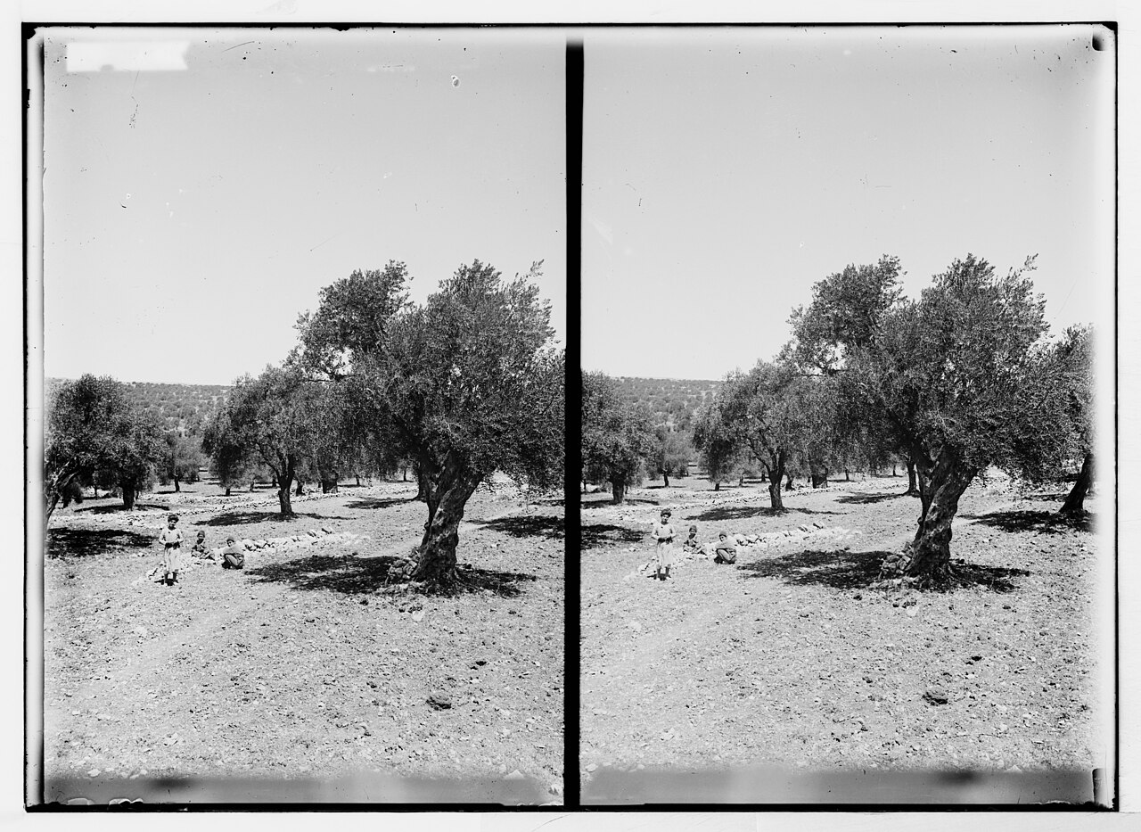 Olive groves near Bethlehem. File photo.