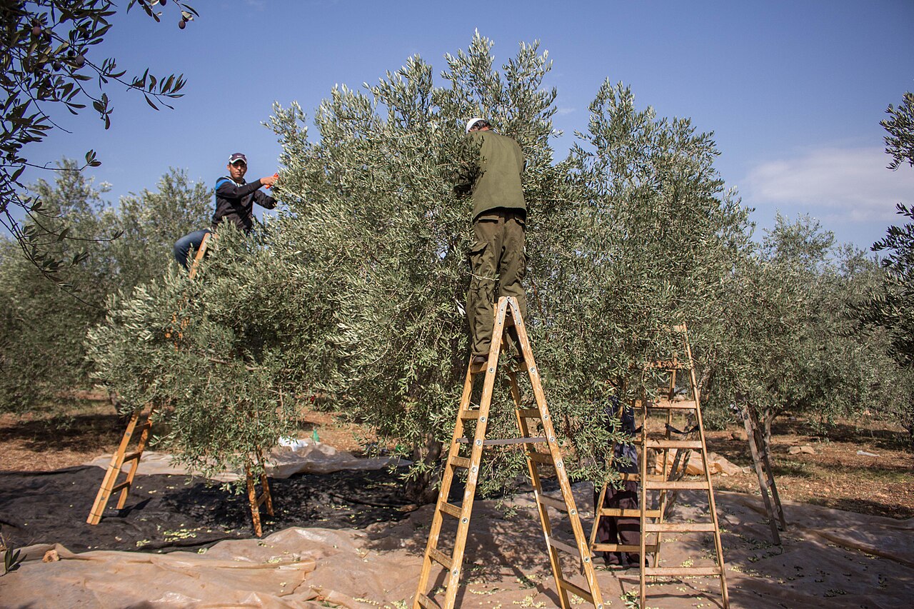 Palestinian farmers harvesting olives using traditional methods in the Jenin area